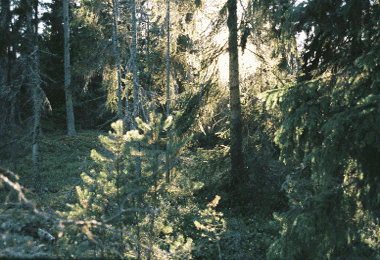 A still